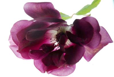 Purple Ice